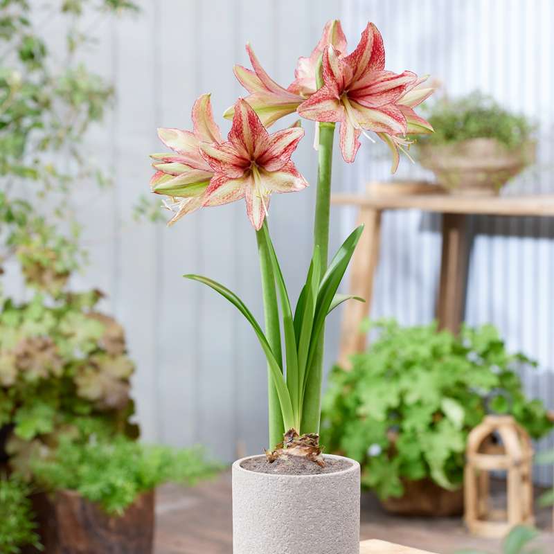Amaryllis 'Vincent'